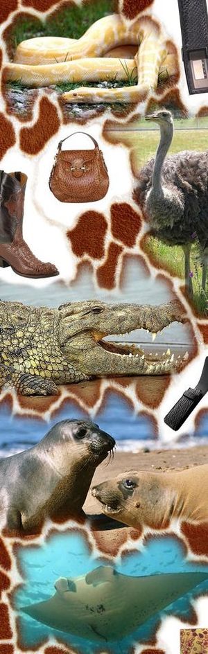 动物皮革创意设计海报图片