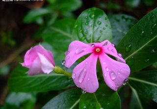 长春花(五瓣梅)图片