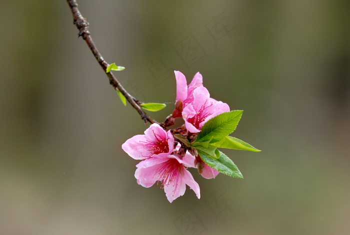 桃花图片