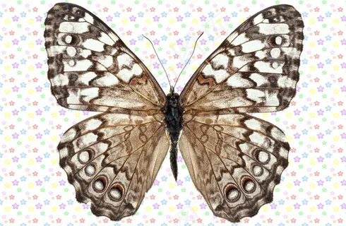 黑白相间网状纹理蝴蝶图片