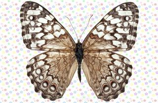 黑白相间网状纹理蝴蝶图片