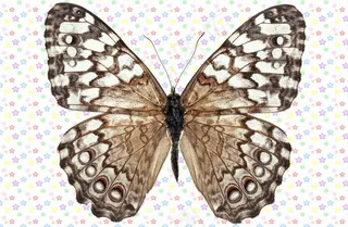 黑白相间网状纹理蝴蝶图片