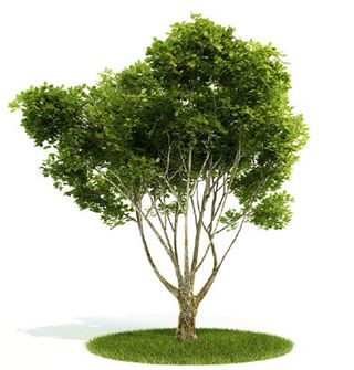 植物国外精品装饰素材免费下载室内装...