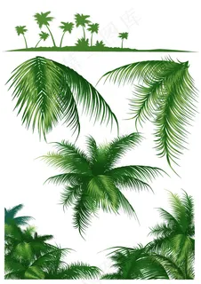 椰子树叶 椰子树叶