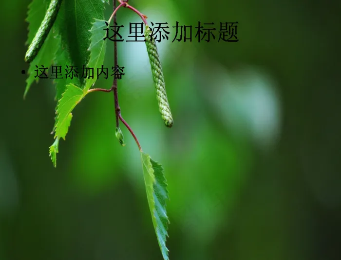 白桦树旁的四季景色ppt图片(7...