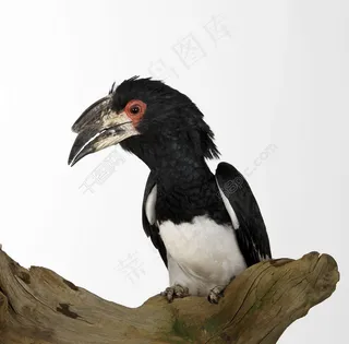 枯树上的乌鸦图片