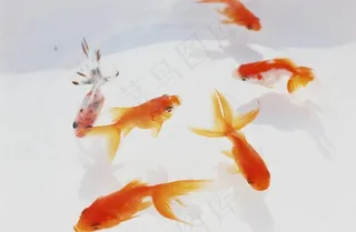 金鱼图片