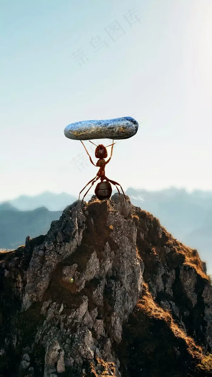 举着小石块的蚂蚁高清摄影图片