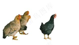 四只下蛋鸡溜达鸡四只下蛋鸡溜达鸡