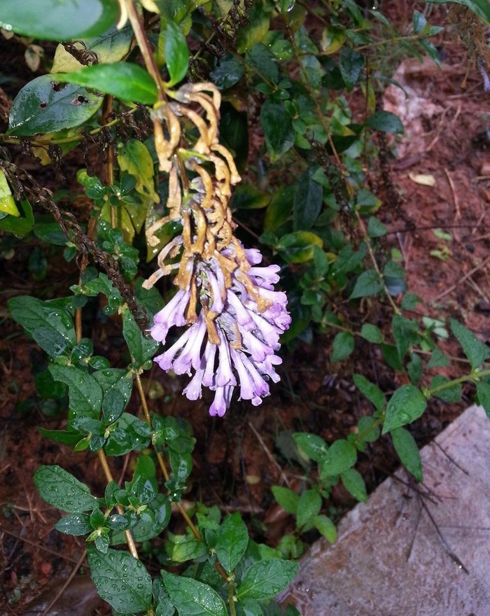 雨后紫花图片