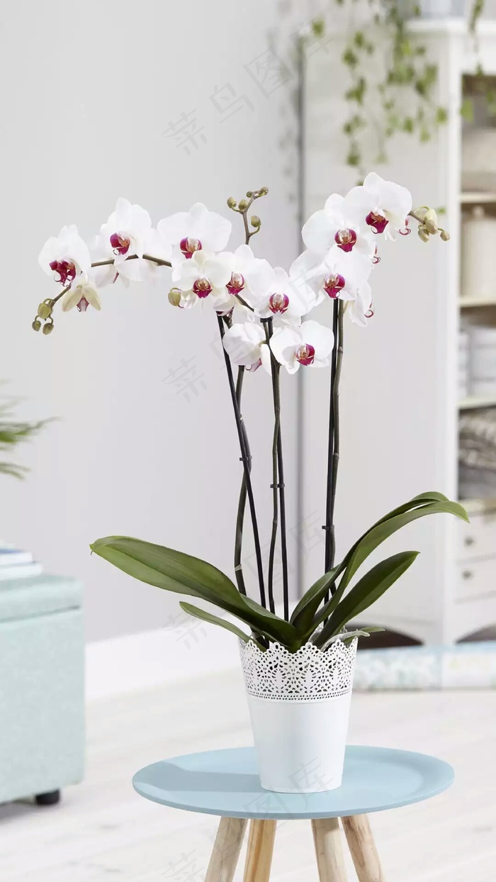 花高清摄影图片