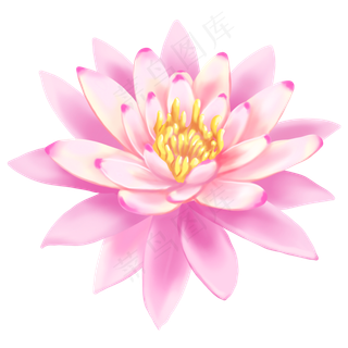 植物花类睡莲莲花装饰,免抠元素