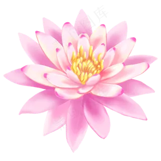 植物花类睡莲莲花装饰,免抠元素
