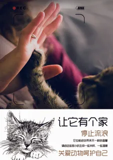 公益广告 宠物 流浪猫狗 关爱 公益广告 宠物 流浪猫狗 关爱