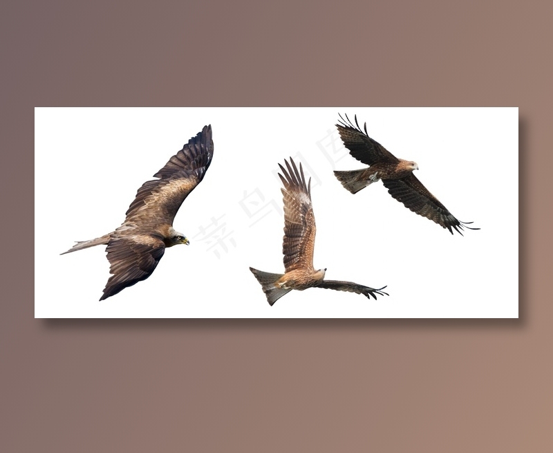 老鹰 免抠素材PSD分层