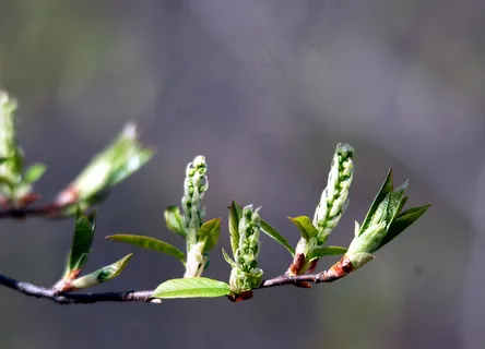 春天的树芽图片 春天的树芽图片