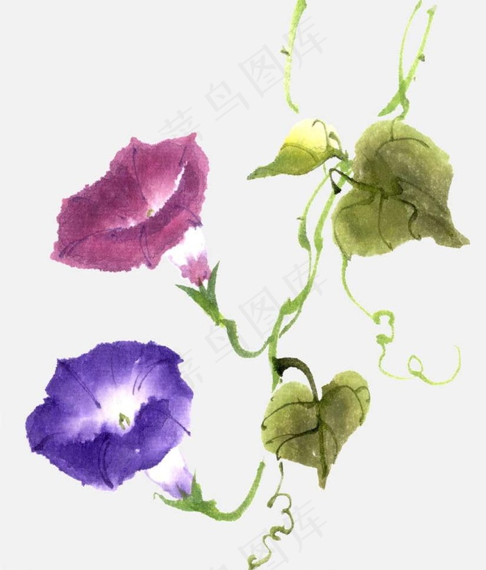 牵牛花图片(3839X4763(DPI:800))psd模版下载