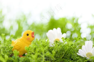 草地上的小鸡和鲜花图片