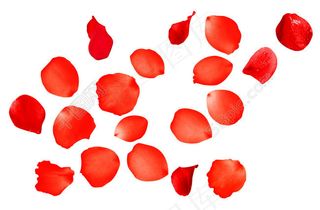 玫瑰花瓣飘落图片PSD分层素材