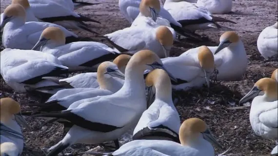 鸟特写素材下载
