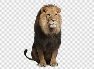 动物野兽之王狮子雄狮免扣PNG素材