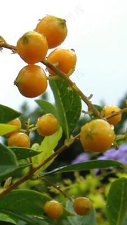 果树 果子 水果图片