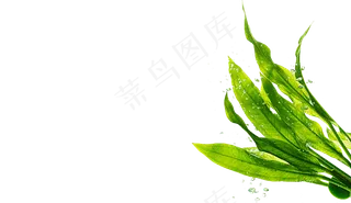 绿色植物设计元素