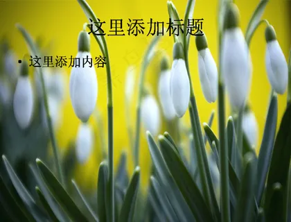 洁白唯美的雪花莲(9)