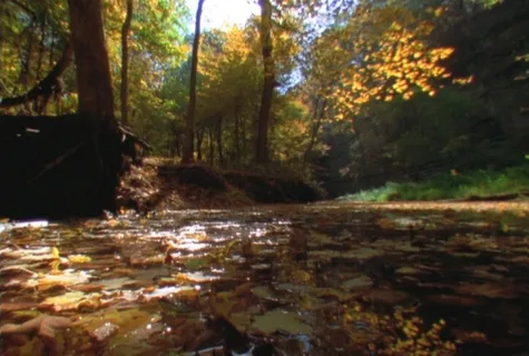 树林四季变化素材下载