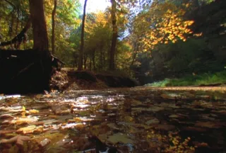 树林四季变化素材下载