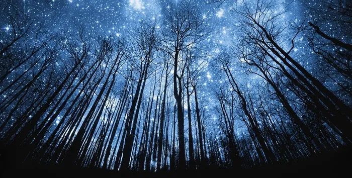 夜晚树林星空图片