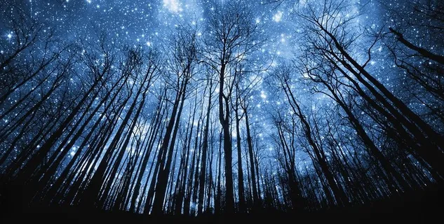 夜晚树林星空图片 夜晚树林星空图片