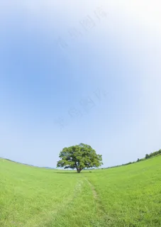 草地上的车路印记图片 草地上的车路印记图片