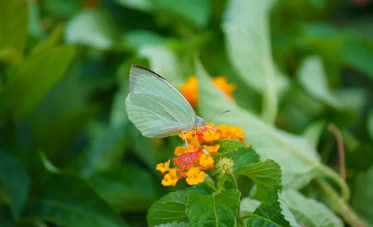 梨花迁粉蝶图片