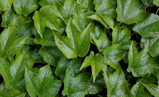 绿叶水滴水珠图片 绿叶水滴水珠图片