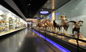 国家动物博物馆内的野生动物标本图片