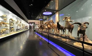国家动物博物馆内的野生动物标本图片