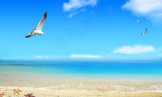 沙滩 海鸥图片