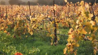 美丽的花朵素材下载