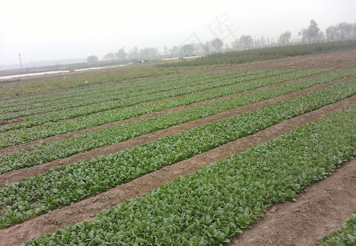 田野风景图片