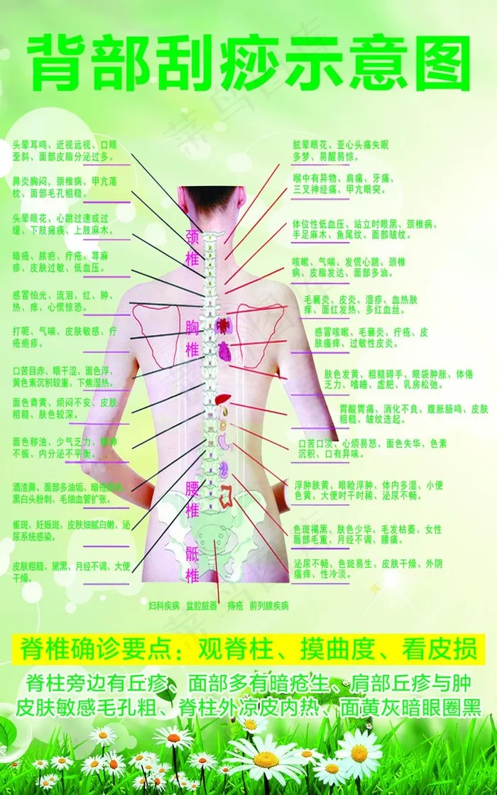 背部刮痧示意图(1969X3150(DPI:100))psd模版下载