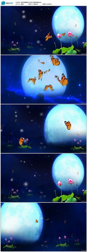 唯美荷塘蝴蝶星空月花好月圆高清视频