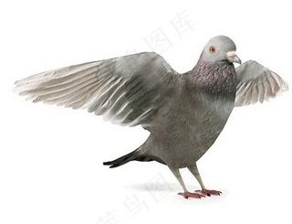 鸽子 鸽子模型 动物图片