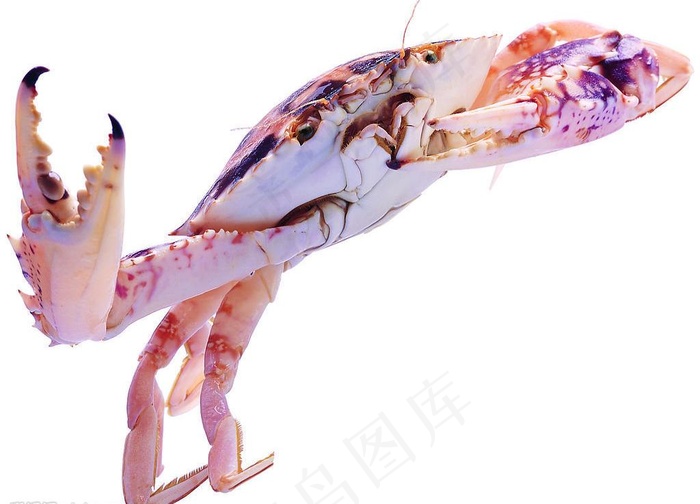 水产食材（高精）图片