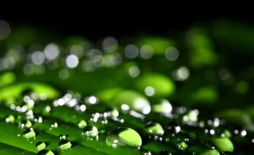 水珠 露水图片 水珠 露水图片