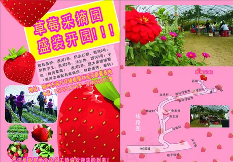 草莓宣传单图片