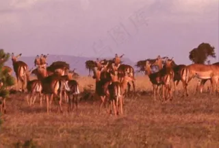 梅花鹿模板下载