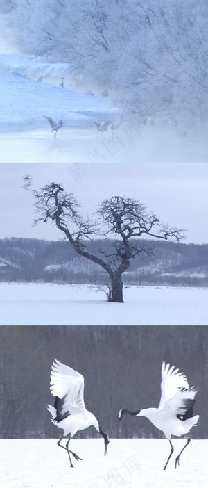 雾气中的丹顶鹤