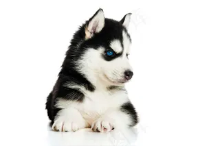 可爱狗狗哈士奇高清图片