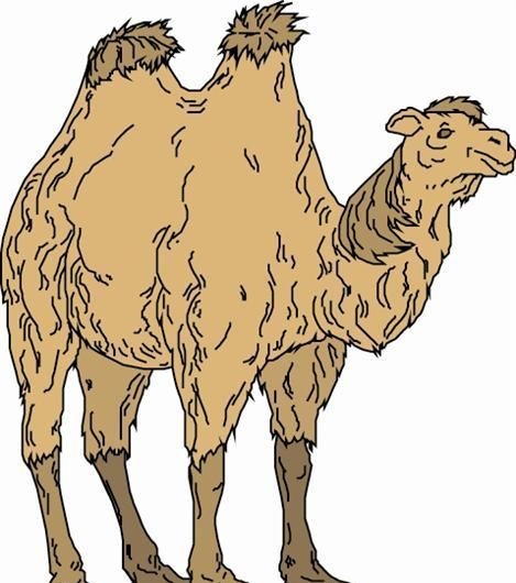 骆驼